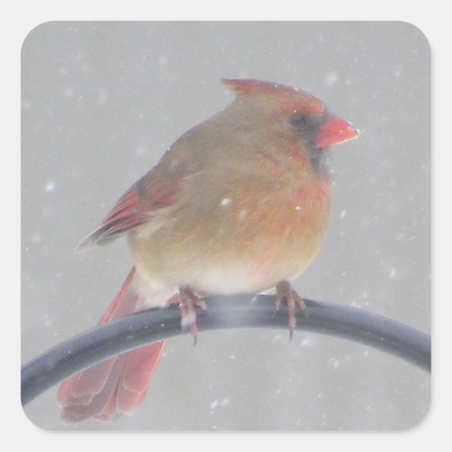 STICKER MIT KARDINAL (Vorderseite)