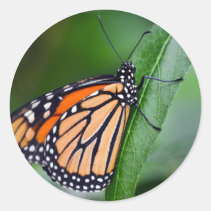 Sticker Monarch