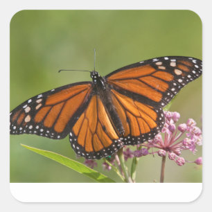 Sticker Monarque papillon mâle sur le marécage Milkweed