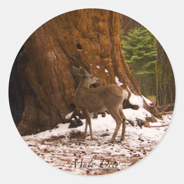 Sticker Mule Deer (Devant)