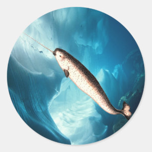 Sticker Narwhal