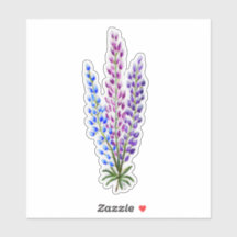 Nova Sotia Lupines