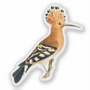 Sticker Oiseau huppé eurasien
