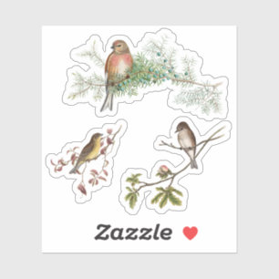 Sticker Oiseaux vintages