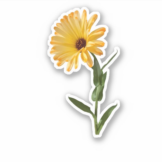 Sticker Orange Pot Marigold Flower (Devant)