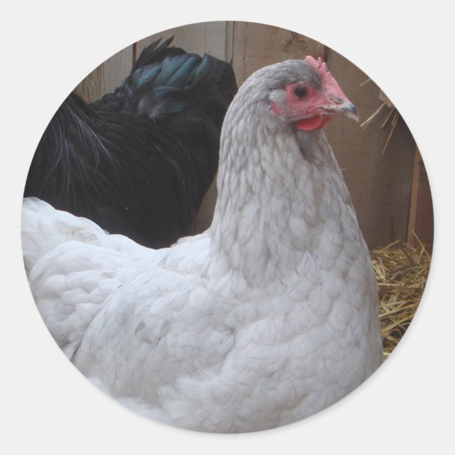 Sticker - Orpington Hen (Vorderseite)