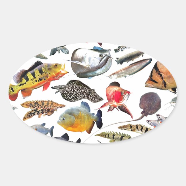 STICKER OVALE 大型熱帯魚 (Devant)