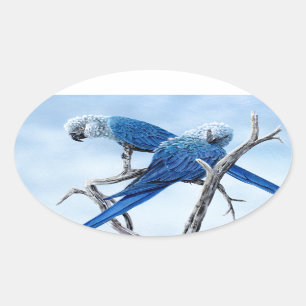 Sticker Ovale Ara de Spix. Le perroquet bleu du film Rio