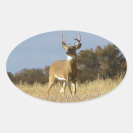 Sticker Ovale Automne Whitetail Buck