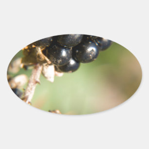 Sticker Ovale Baies d'automne
