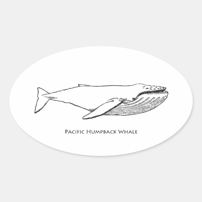 Sticker Ovale Baleine à bosse du Pacifique (Devant)