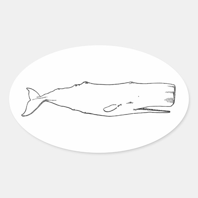 Sticker Ovale Baleine de Sperm (art linéaire) (Devant)
