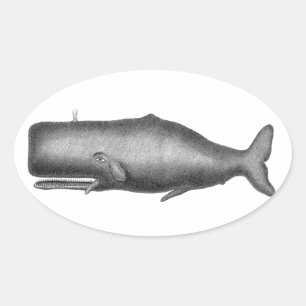 Sticker Ovale Baleine vintage