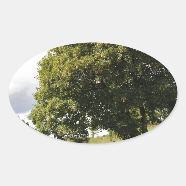 Sticker Ovale Bateaux à canaux (Devant)