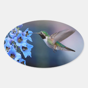 STICKER OVALE BÂTIMENTS D'OISEAUX HUMMINGBERS