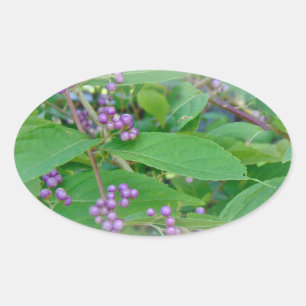 Sticker Ovale Belle-Belle américaine (Callicarpa americana)