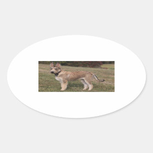 Sticker Ovale berger picard puppy.png