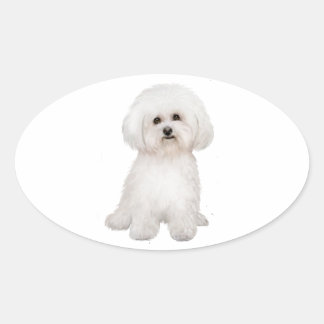 Sticker Ovale Bichon (B)