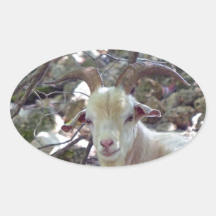 Sticker Ovale Billy Goat