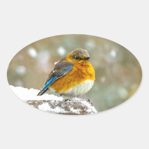 Sticker Ovale Bleuet de l'Est en neige - Photo originale