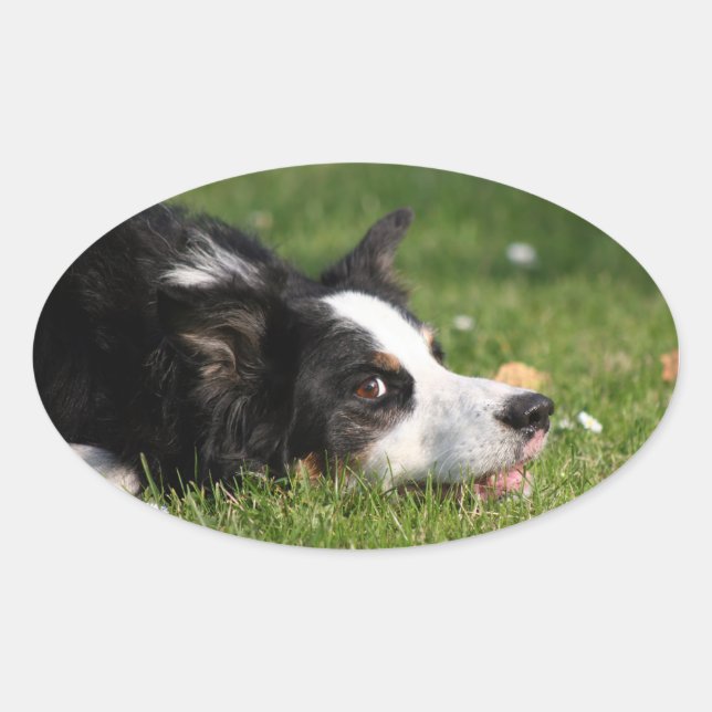 Sticker Ovale border collie (Devant)