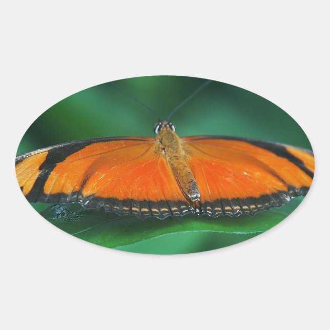Sticker Ovale Bright Orange and Black Butterfly on Leaf (Devant)