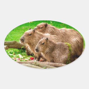 Sticker Ovale Capybara Trio