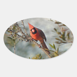 Sticker Ovale Cardinal de Wax Myrtle