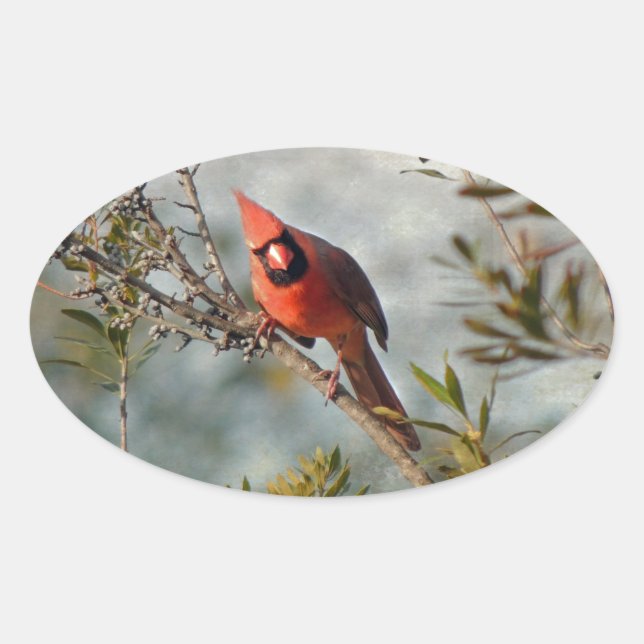 Sticker Ovale Cardinal de Wax Myrtle (Devant)