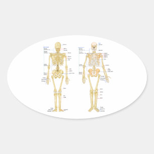 Sticker Ovale Carte d'anatomie marquée du squelette humain