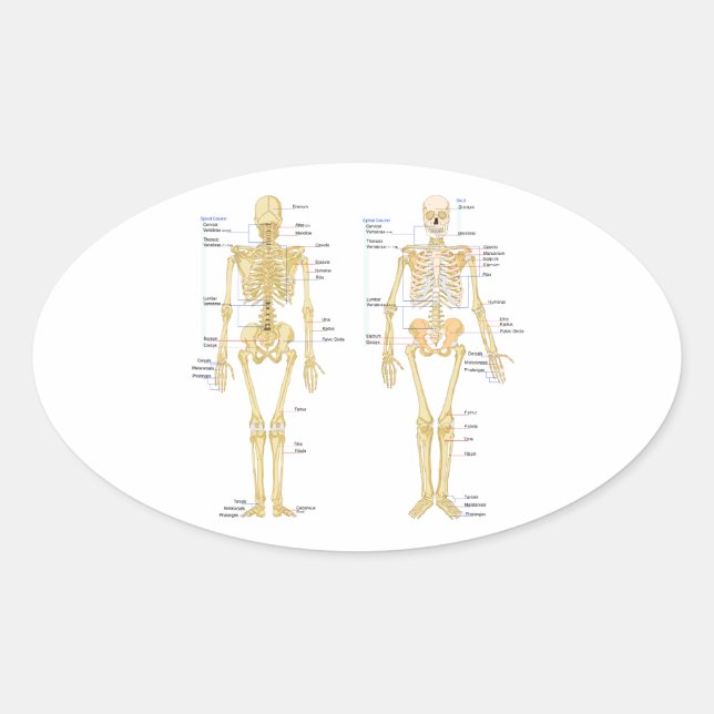 Sticker Ovale Carte d'anatomie marquée du squelette humain (Devant)