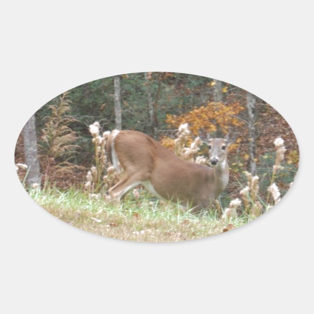 Sticker Ovale Cerf d'automne dans le lac Arrowhead (Devant)