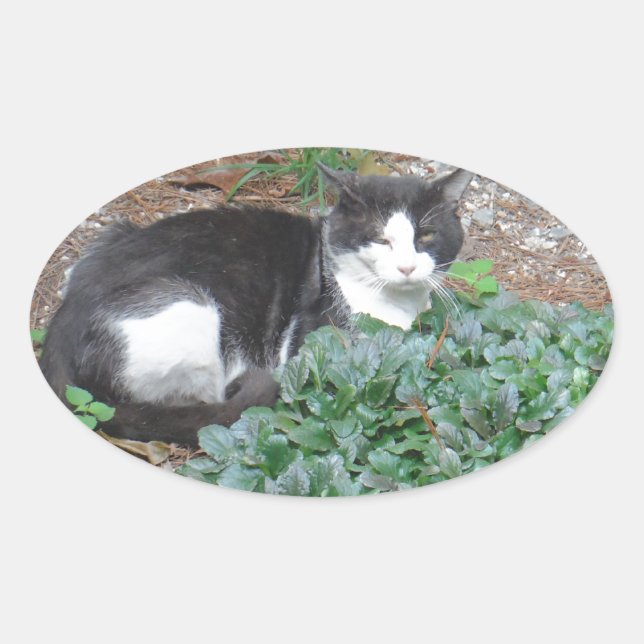 Sticker Ovale Chat noir et blanc dans la verdure (Devant)