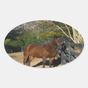 Sticker Ovale Cheval Brown contre une clôture