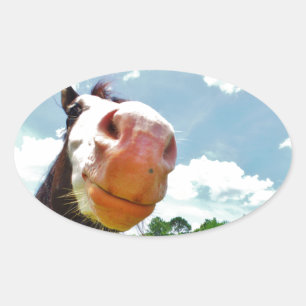 Sticker Ovale Cheval souriant