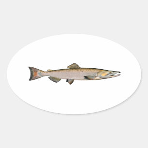 Sticker Ovale Chinook - Saumon du roi (phase de frai)