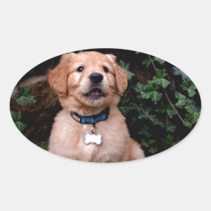 Sticker Ovale Chiot Golden Retriever