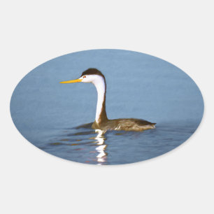 Sticker Ovale Clark's Grebe Painting - Art original pour les ois