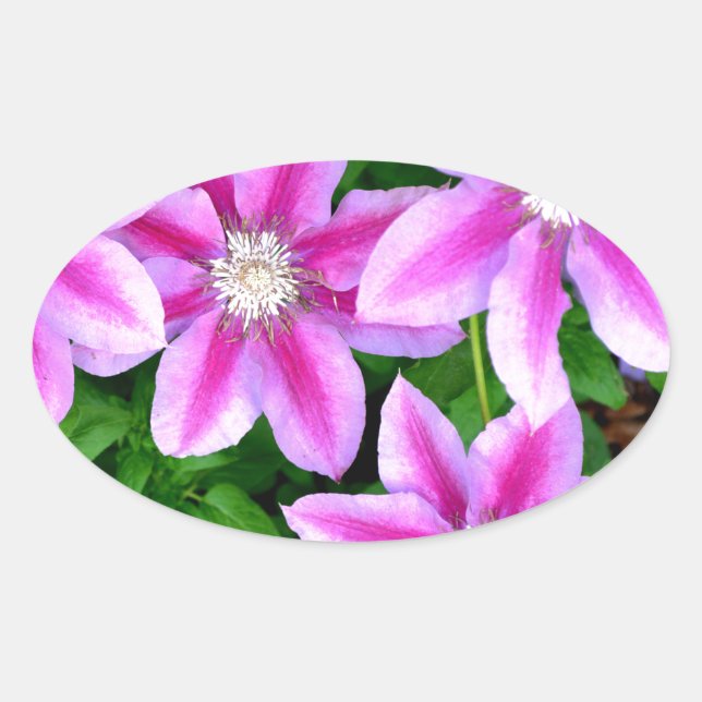 Sticker Ovale Clematis rose et Oregano sauvage (Devant)