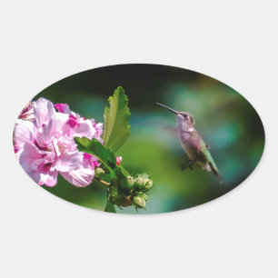 Sticker Ovale Colibri à gorge rubis - Photo originale