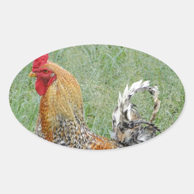 Sticker Ovale Coq (Devant)