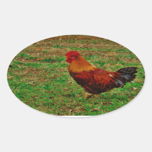 Sticker Ovale Coq dans le triage