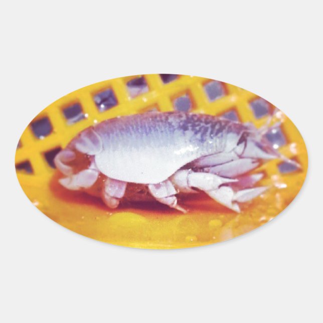 Sticker Ovale Crabes de sable (Photographie) (Devant)