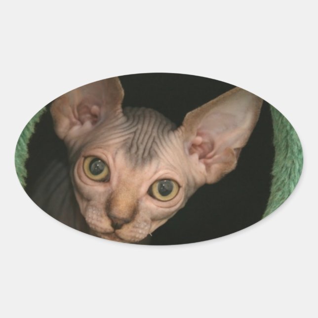 Sticker Ovale Cute sphynx chaton (Devant)