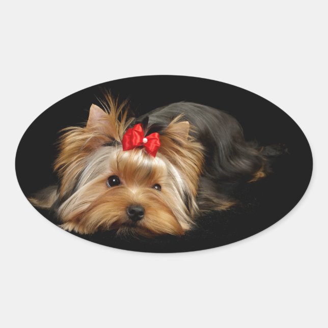 Sticker Ovale Cute yorkie (Devant)