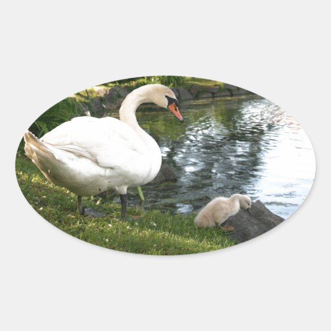 Sticker Ovale Cygne et cygnet (Devant)