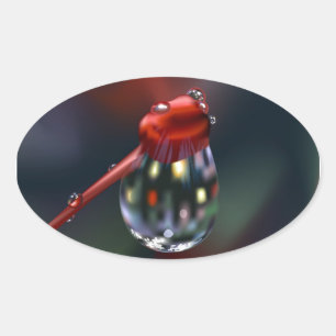 Sticker Ovale Déposer sur Bud