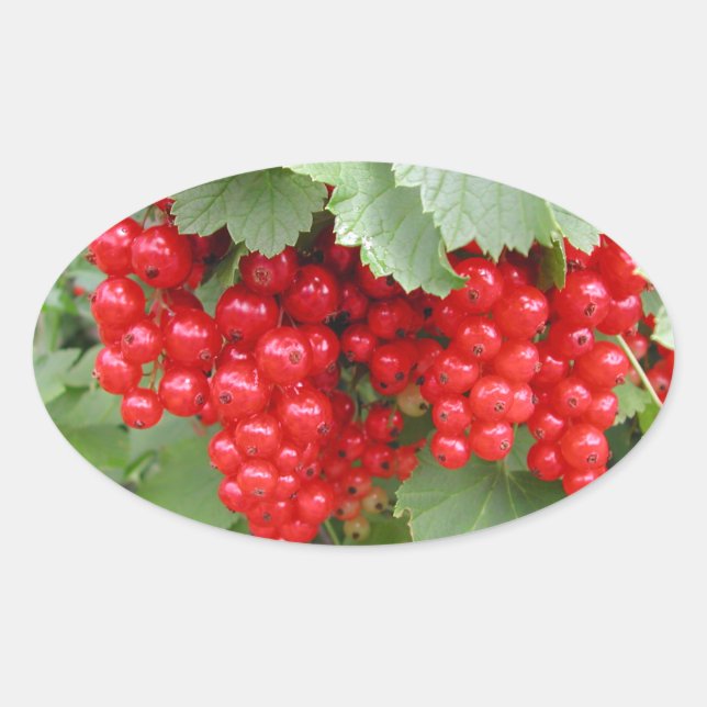 Sticker Ovale Des courants rouges sur le Plante. Feuilles verts. (Devant)
