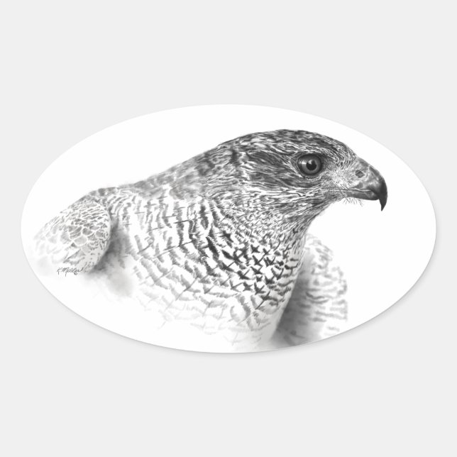 Sticker Ovale Dessin Goshawk (Devant)