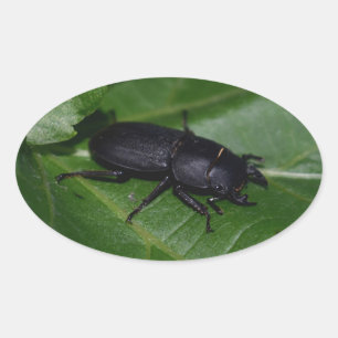 Sticker Ovale Dorcus parallelipipedus, le moindre dendroctone du
